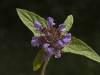 Prunella vulgaris 4, Gewone brunel, Saxifraga-Marijke Verhagen