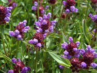 Prunella vulgaris 6, Gewone brunel. Saxifraga-Jan van der Straaten