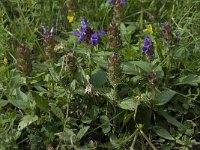 Prunella vulgaris 7, Gewone brunel, Saxifraga-Willem van Kruijsbergen