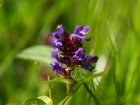 Prunella vulgaris 9, Gewone brunel, Saxifraga-Rudmer Zwerver