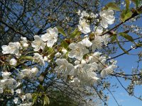 Prunus avium 21, Zoete kers, Saxifraga-Jan Willem Jongepier