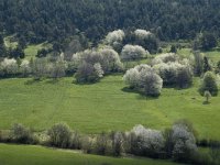 Prunus avium 26, Zoete kers, Saxifraga-Marijke Verhagen