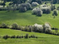 Prunus avium 27, Zoete kers, Saxifraga-Marijke Verhagen