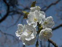 Prunus avium 3, Zoete kers, Saxifraga-Marijke Verhagen