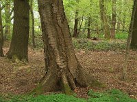 Prunus avium 32, Zoete kers, Saxifraga-Hans Boll