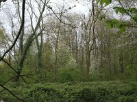 Prunus avium 33, Zoete kers, Saxifraga-Hans Boll