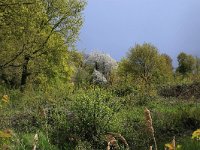 Prunus avium 37, Zoete kers, Saxifraga-Hans Boll