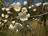 Prunus avium 7, Zoete kers, Saxifraga-Jan van der Straaten