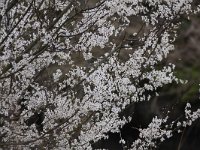 Prunus cerasifera 3, Kerspruim, Saxifraga-Peter Meininger