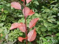 Prunus cerasifera var pissardii 4, Saxifraga-Rutger Barends