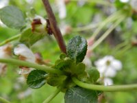 Prunus cerasus 2, Zure kers, Saxifraga-Rutger Barendse