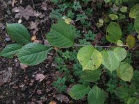 Prunus cerasus 3, Zure kers, Saxifraga-Rutger Barendse