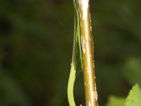 Prunus cerasus 5, Zure kers, Saxifraga-Rutger Barendse