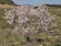 Prunus dulcis 5, Amandelboom, Saxifraga-Harry Jans