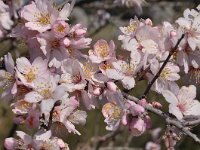 Prunus dulcis 6, Amandelboom, Saxifraga-Harry Jans