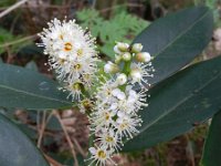 Prunus laurocerasus 2, Laurierkers, Saxifraga-Rutger Barendse