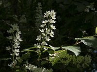 Prunus padus 35, Gewone vogelkers, Saxifraga-Willem van Kruijsbergen