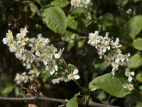 Prunus padus 36, Gewone vogelkers, Saxifraga-Willem van Kruijsbergen