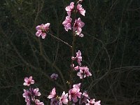 Prunus persica 2, Saxifraga-Jan van der Straaten