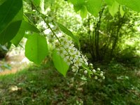 Prunus serotina 20, Amerikaanse vogelkers, Saxifraga-Rutger Barendse