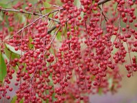 Prunus serotina 23, Amerikaanse vogelkers, Saxifraga-Tom Heijnen