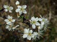 Prunus spinosa 12, Sleedoorn, Saxifraga-Marijke Verhagen