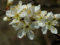 Prunus spinosa 14, Sleedoorn, Saxifraga-Jan van der Straaten