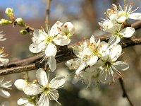 Prunus spinosa 3, Sleedoorn, Saxifraga-Hans Dekker