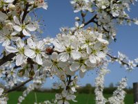 Prunus spinosa 30, Sleedoorn, Saxifraga-Mark Zekhuis