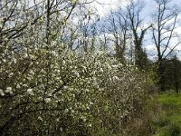 Prunus spinosa 33, Sleedoorn, Saxifraga-Jan van der Straaten