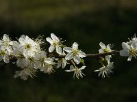 Prunus spinosa 35, Sleedoorn, Saxifraga-Jan van der Straaten