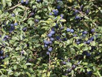 Prunus spinosa 37, Sleedoorn, Saxifraga-Peter Meininger