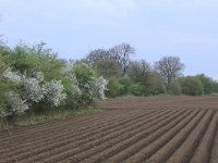 Prunus spinosa 44, Sleedoorn, Saxifraga-Hans Boll