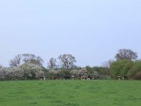 Prunus spinosa 45, Sleedoorn, Saxifraga-Hans Boll