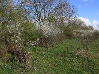 Prunus spinosa 49, Sleedoorn, Saxifraga-Hans Boll