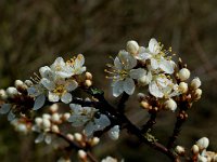 Prunus spinosa 5, Sleedoorn, Saxifraga-Willem van Kruijsbergen