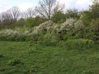 Prunus spinosa 53, Sleedoorn, Saxifraga-Hans Boll