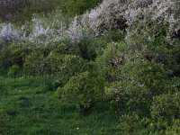 Prunus spinosa 56, Sleedoorn, Saxifraga-Hans Boll