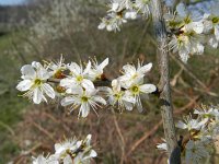 Prunus spinosa 58, Sleedoorn, Saxifraga-Rutger Barendse