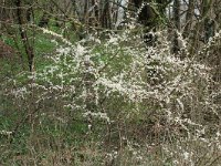 Prunus spinosa 6, Sleedoorn, Saxifraga-Willem van Kruijsbergen