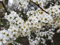 Blossoming twig of Blackthorn (Prunus spinosa)  Blossoming twig of Blackthorn (Prunus spinosa) : Blackthorn, blossom, blossoming, flora, floral, flower, flowering, flowers, growth, natural, nature, no people, nobody, outdoors, outside, petal, petals, plant, Prunus, Prunus spinosa, shrub, spring, springtime, twig, vascular, white