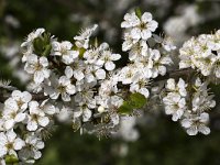 Sleedoorn bloeiend  Blackthorn in flower : Prunus spinosa, Sloe shrub flower flowers vascular plant flora floral nature natural blossom blossoming flower flowers flowering spring springtime white