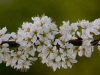 Prunus spinosa 7, Sleedoorn, Saxifraga-Jan Nijendijk