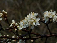 Prunus spinosa 8, Sleedoorn, Saxifraga-Willem van Kruijsbergen