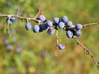 Prunus spinosa 81, Sleedoorn, Saxifraga-Tom Heijnen