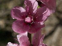 Prunus webbii 3, Saxifraga-Willem van Kruijsbergen