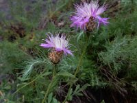 Psephellus somcheticus 3 Saxifraga-Ed Stikvoort