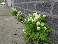 Pseudofumaria alba 8, Geelwitte helmbloem, Saxifraga-Jelle van Dijk