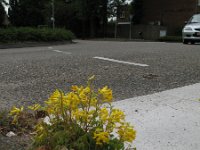 Pseudofumaria lutea 2, Gele helmbloem, Saxifraga-Rutger Barendse