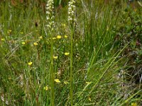 Pseudorchis albida 11, Witte muggenorchis, Saxifraga-Ed Stikvoort